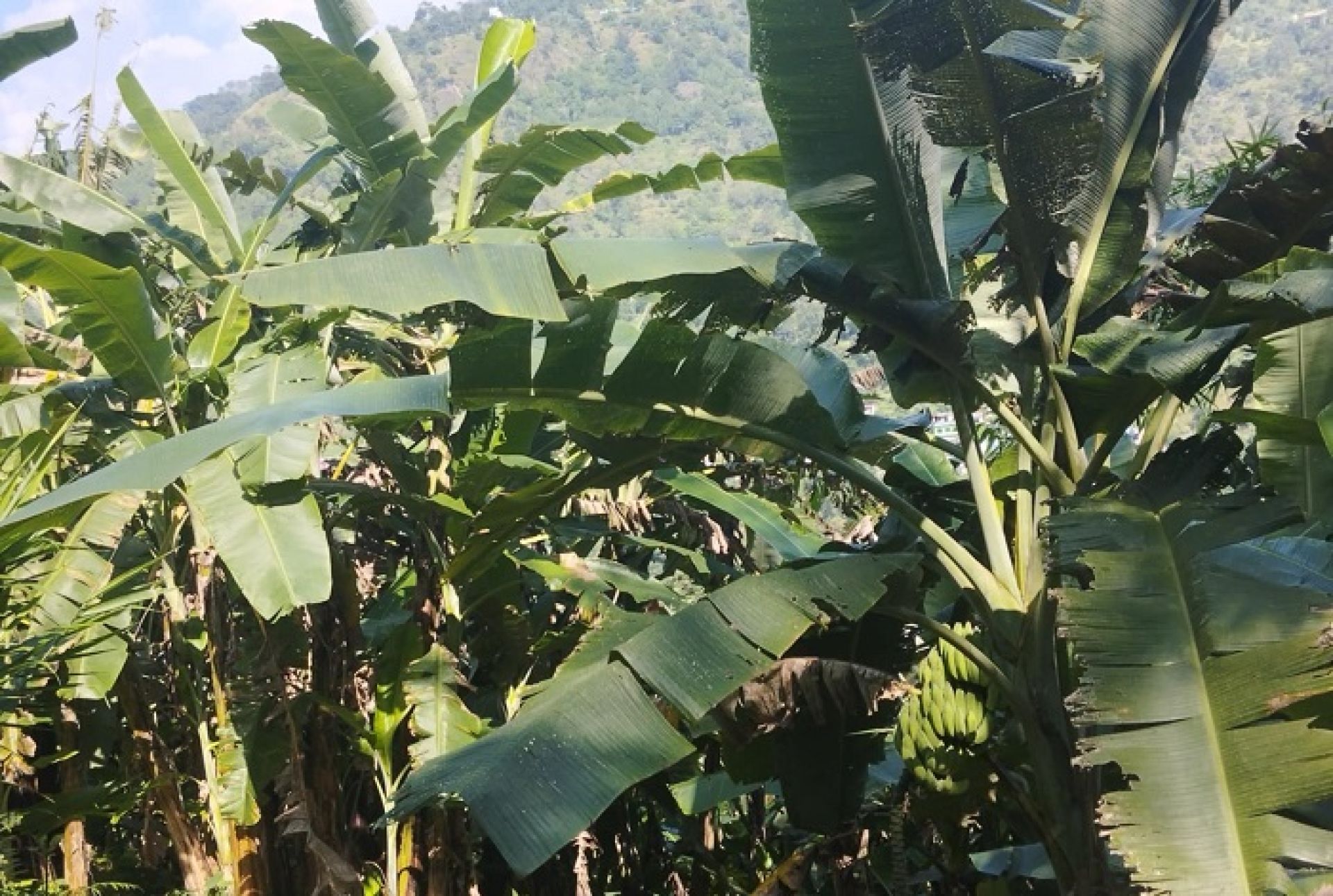 खरबारी फाँडेर केराखेती, वार्षिक दुई करोड आम्दानी